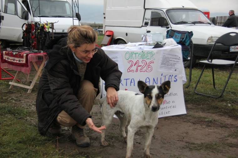 Kóbor kutyák: lenne jó megoldás is