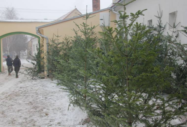 Bőséges karácsonyfa-kínálat