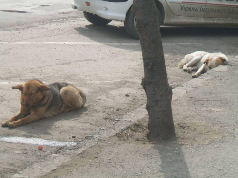 Dolgoznak a kóborkutya-probléma felszámolásán