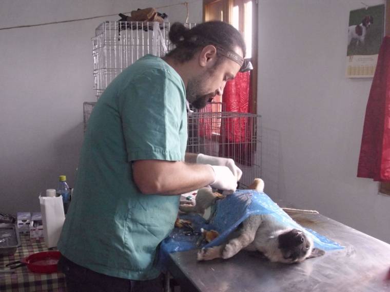 Még tart a kutyák ivartalanítási akciója