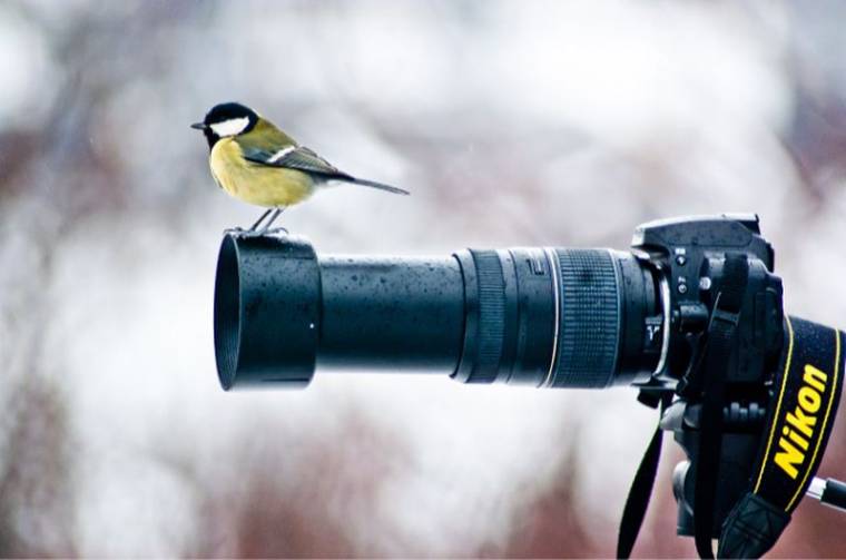 Téli madárles – fotópályázat