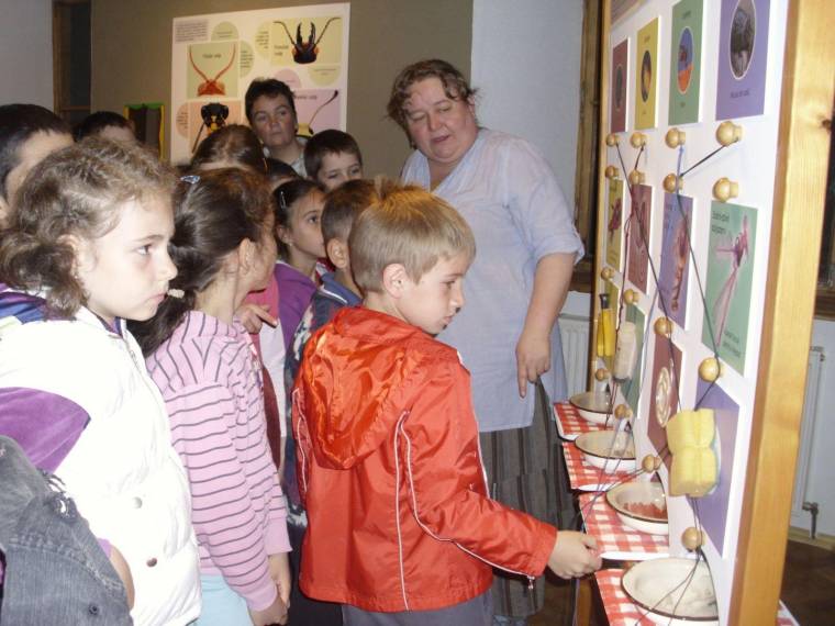 Még látogatható a „bogaras” kiállítás