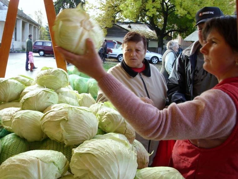 Márkás a szárhegyi káposzta