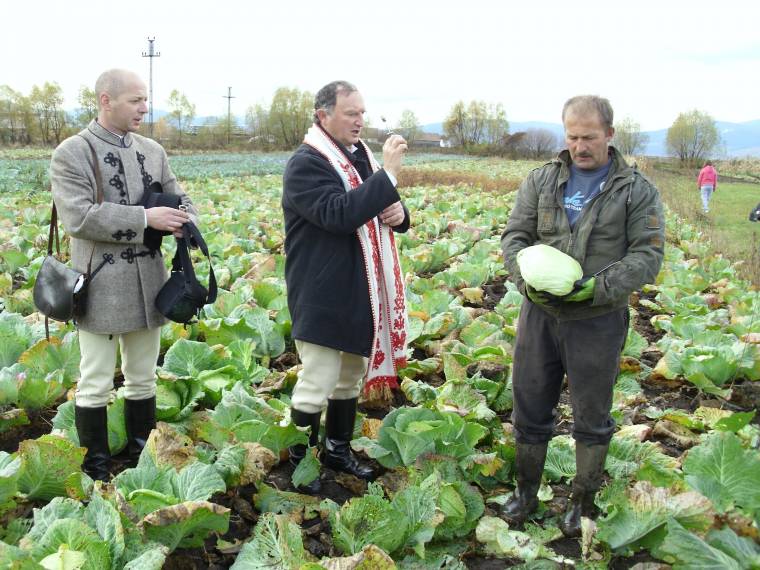 Büszkén termelik és kínálják a káposztát