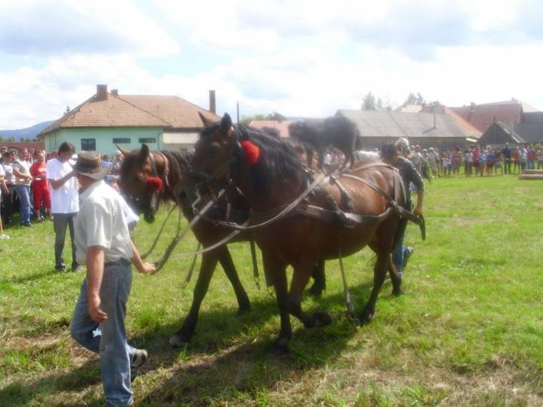 Borzonti lovas délután