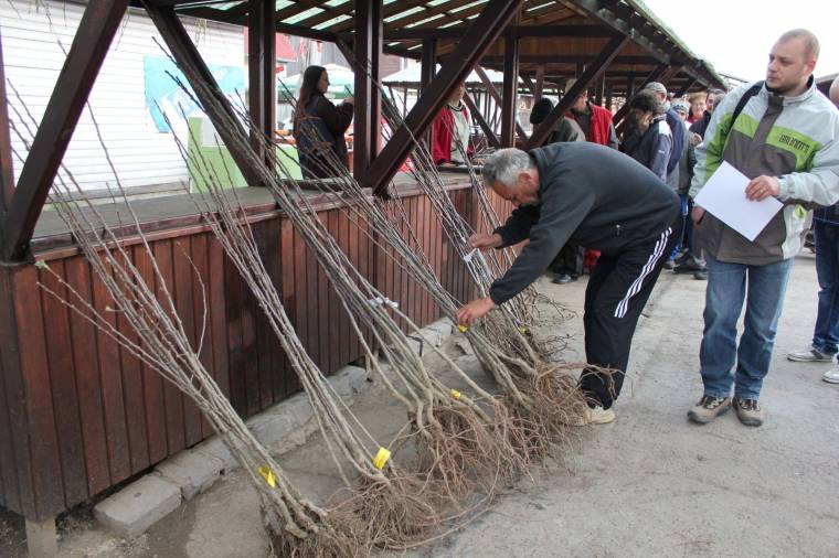 Nagy keletjük volt a csemetéknek
