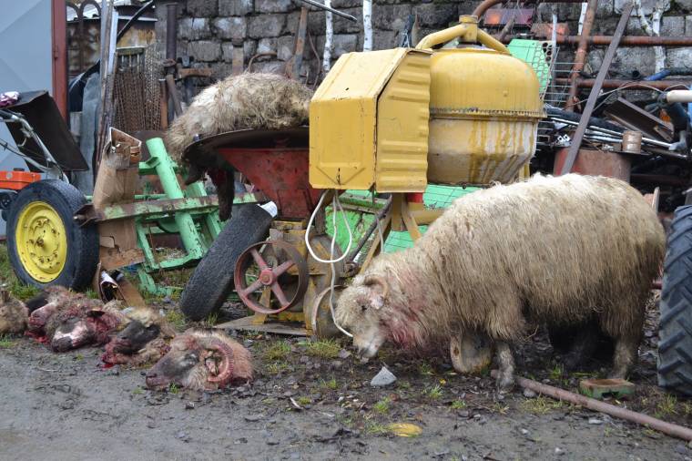 Istállóban pusztított a farkas Gyergyóújfaluban