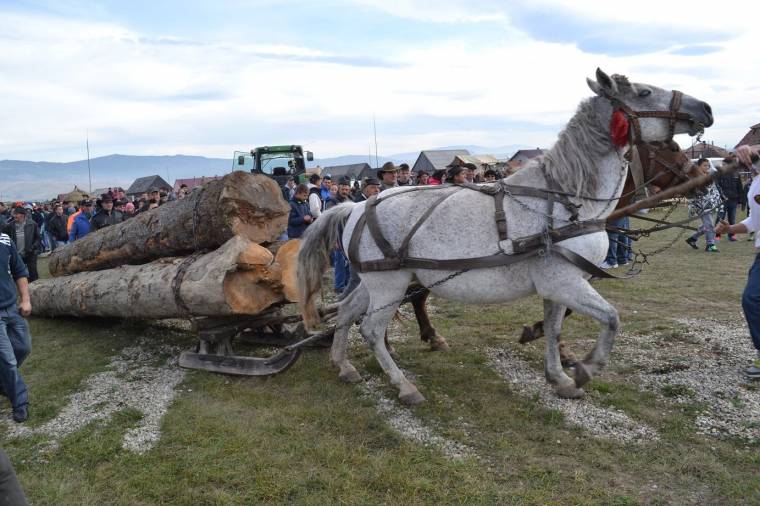 Állattartók, helyi termelők mustrája Remetén