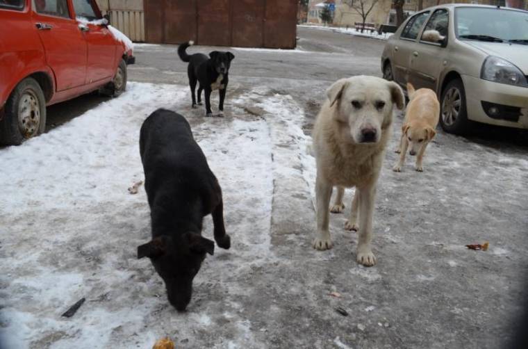 „Év végére egy kóbor kutya sem marad”