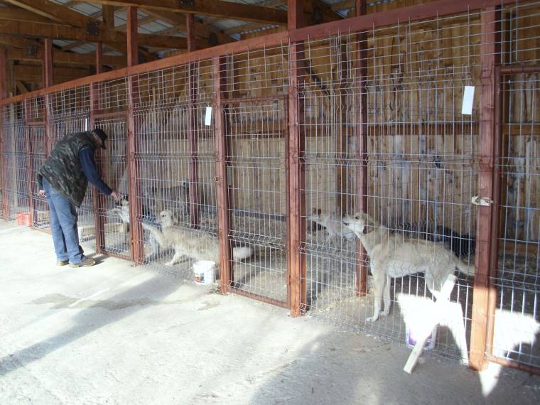 Svájci gyógyír a gyergyói betegségre