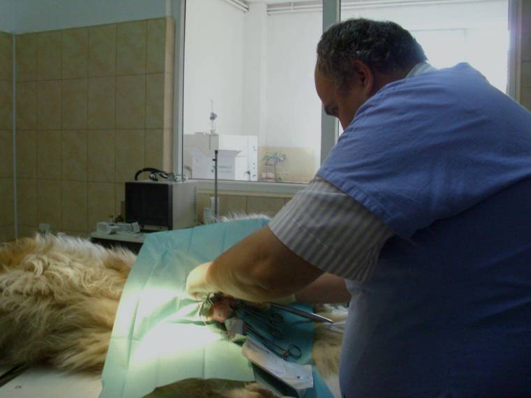 Az ebeket házalásos módszerrel is chipezik