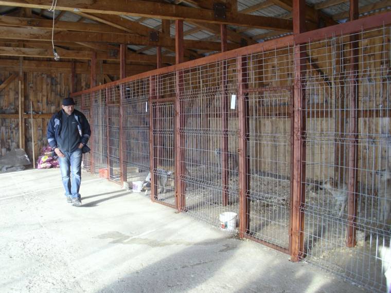 Betörtek a kutyamenhelyre