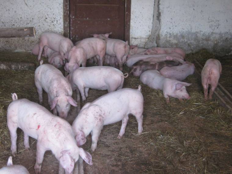 Kényszerpihenő a malacoknak