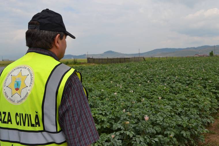 Megmérgeződhetnek a pityókatolvajok