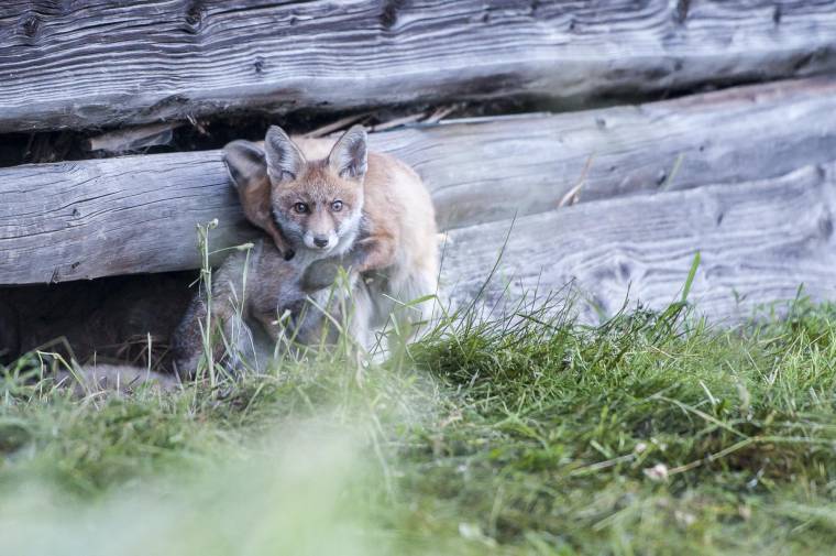 Csalival immunizálnak – Beoltják a rókapopulációt Hargita megyében