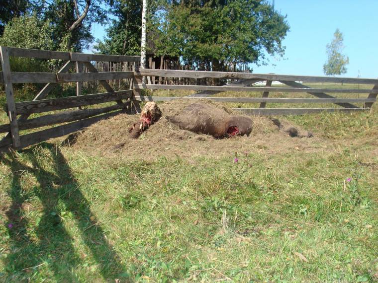 Vadakat hizlalnak a gazdák