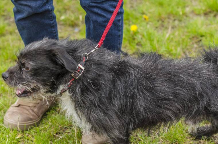 Indul az ivartalanítási akció