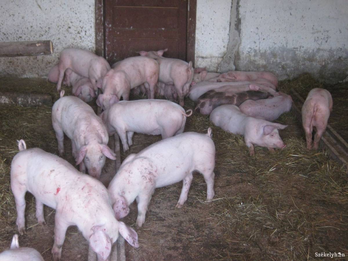 &bullet;  Fotó: Baricz Tamás Imola