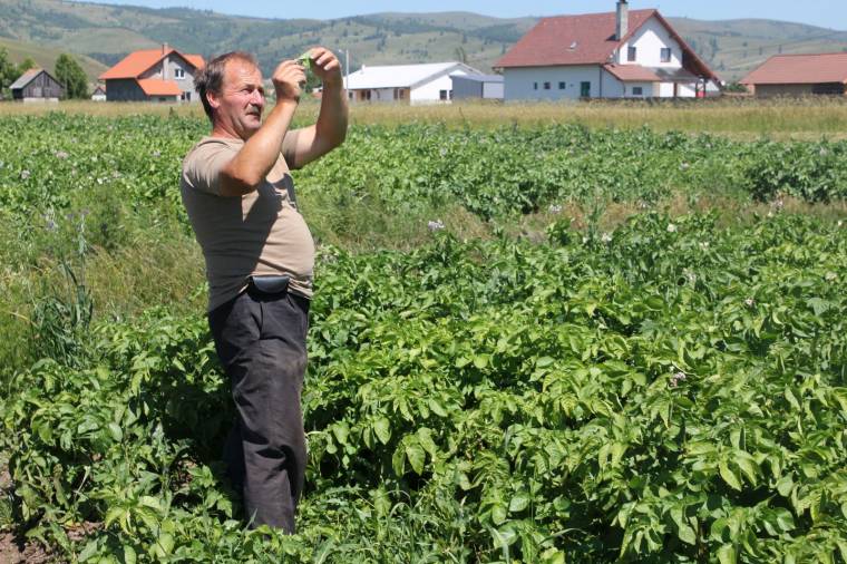 Jó termés ígérkezik, egy lejes pityóka várható