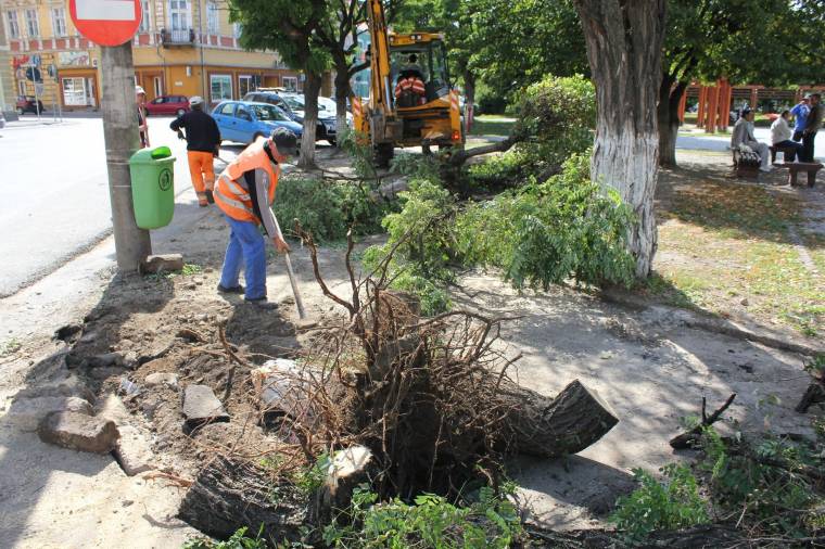 Beteg fákat vágnak ki