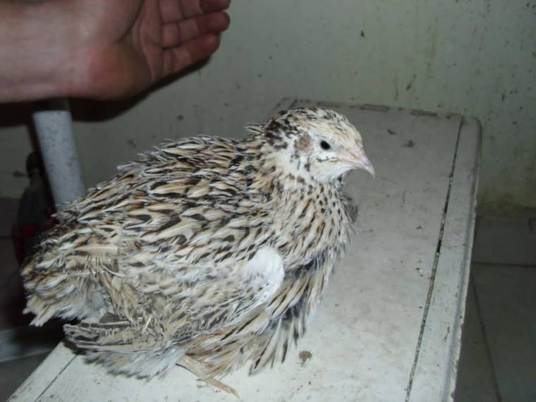 Kóstolgatják a csomafalvi fürjtojást