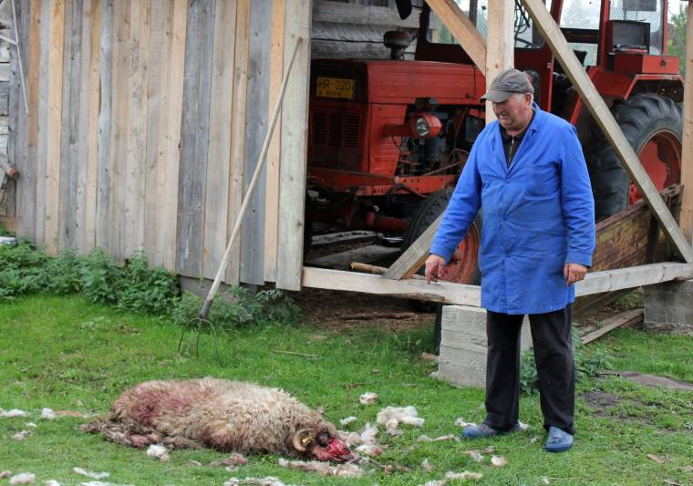 Kutyafalka támadt a juhokra Gyergyóújfaluban