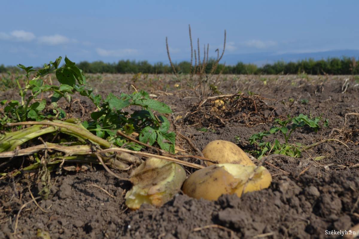 &bullet;  Fotó: Balázs Katalin