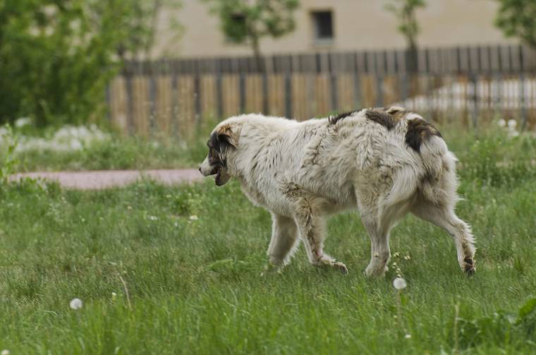 Elszaporodtak a kóbor kutyák Gyergyószentmiklóson