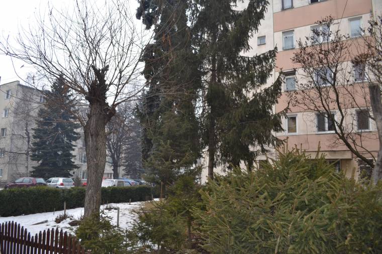 Fakivágási engedélyre várnak Gyergyószentmiklóson