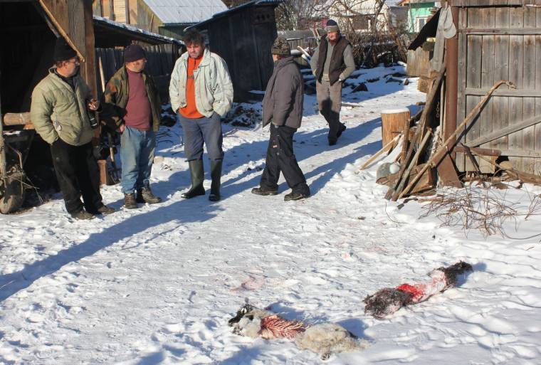 Újabb kutya vált kiéhezett állatok áldozatává Gyergyószentmiklóson