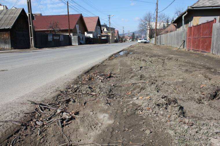 Próbából távolították el az út menti fát