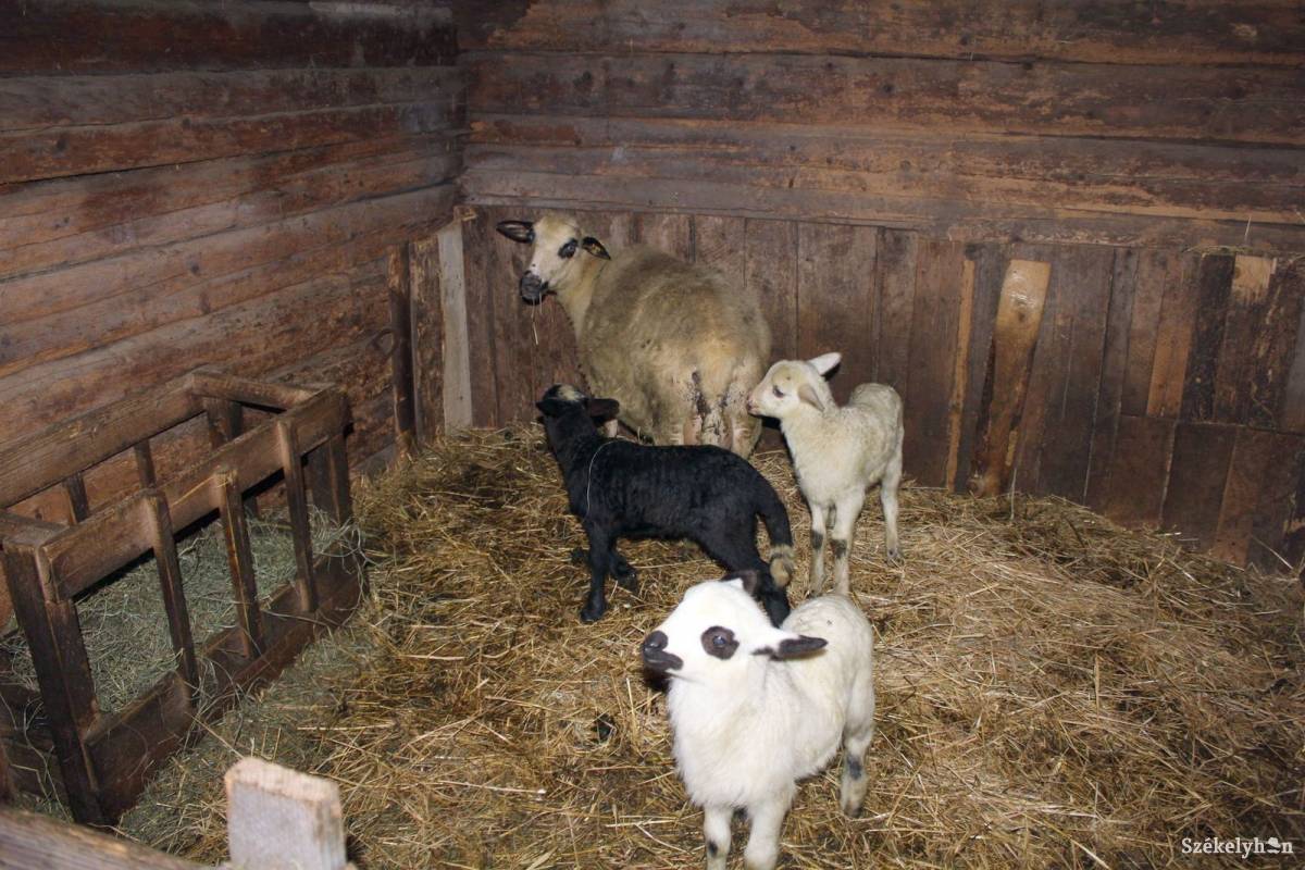 &bullet;  Fotó: Pethő Melánia