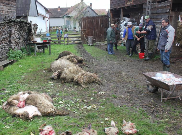 Istállóba mászott be a farkas