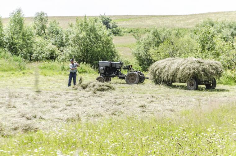 Ellopják, még mielőtt a gazda betakaríthatná