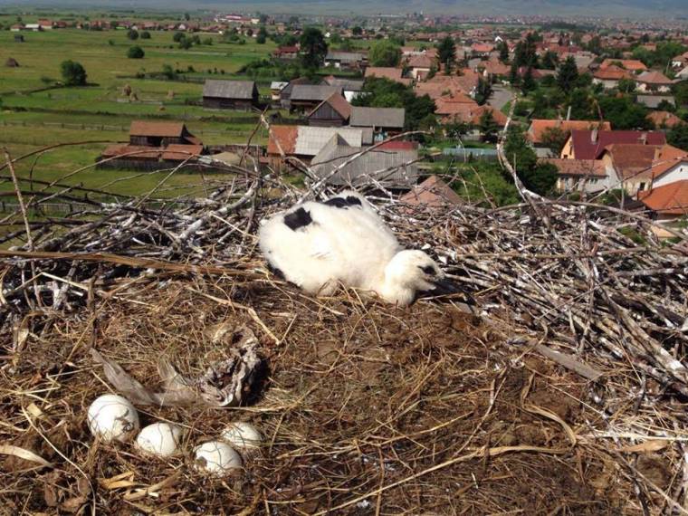 Gólyát mentettek a hegyimentők