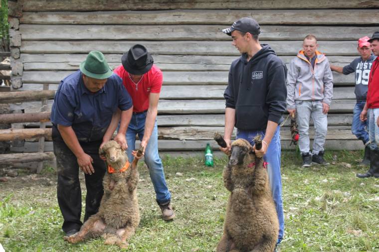 Esztenafesztivál: remélik, hogy a pásztorkodásnak van jövője