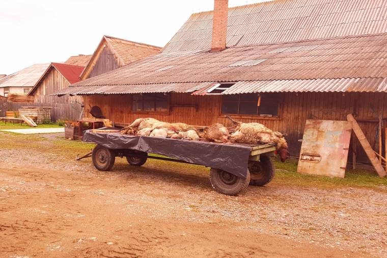 Farkas pusztított Csomafalván