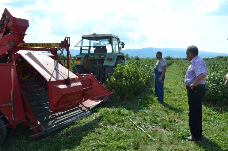 Gyergyóalfaluban már szörppé érett a ribiszkeültetvény gyümölcse