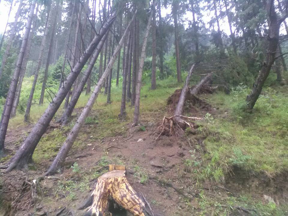 Számos fiatal fát döntött ki, vagy tört derékba a vihar az orotvai erdőkben •  Fotó: Gál-Pál László