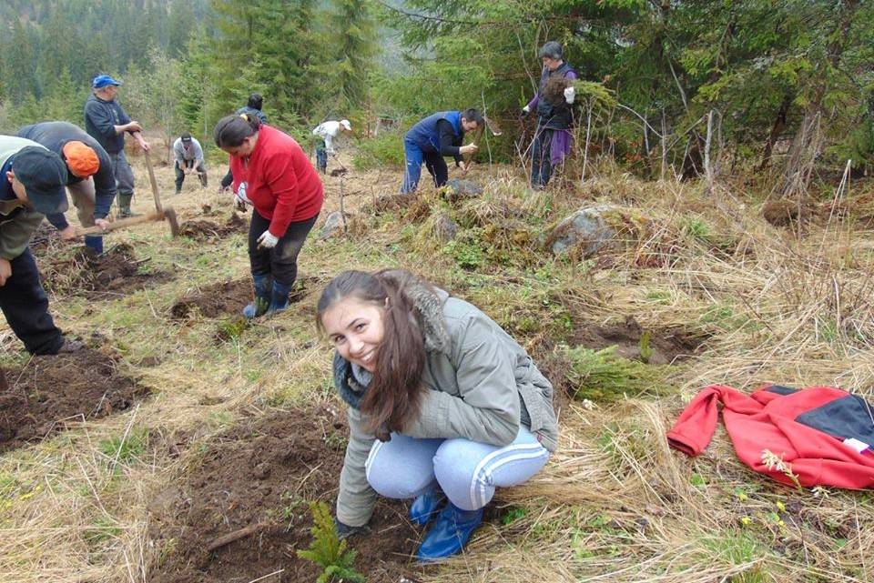 Minden elültetett fenyőfacsemete egy lejes segítség Adrienn számára •  Fotó: Gál-Pál László
