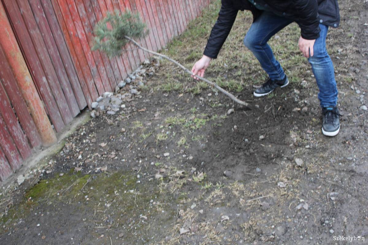 Egy fenyőcsemete is a vandál ismeretlen áldozata lett 
