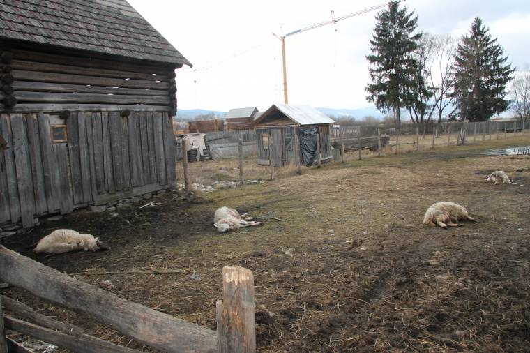 Tucatszám pusztítják a bárányokat a farkasok Újfaluban