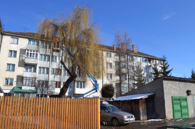 Három – fa tetején töltött – nap után is talpra esett a macska