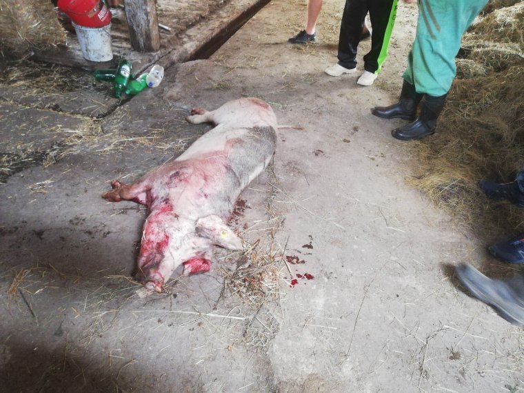 Háztáji gazdaságokban pusztítottak a medvék Ratosnyán