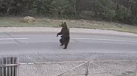 Újabb medvét gázoltak el:  ezúttal Brassó közelében került autó elé egy hárommázsás állat