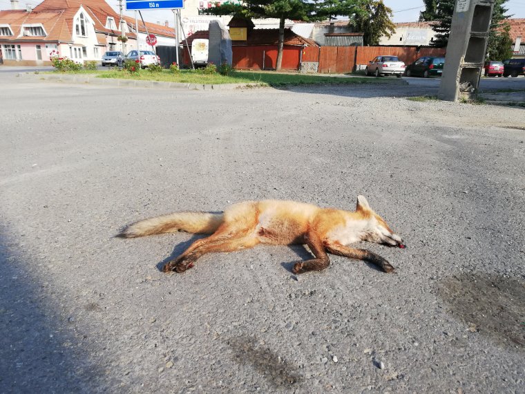 Újabb rókatetemet találtak Gyergyószentmiklós központjában