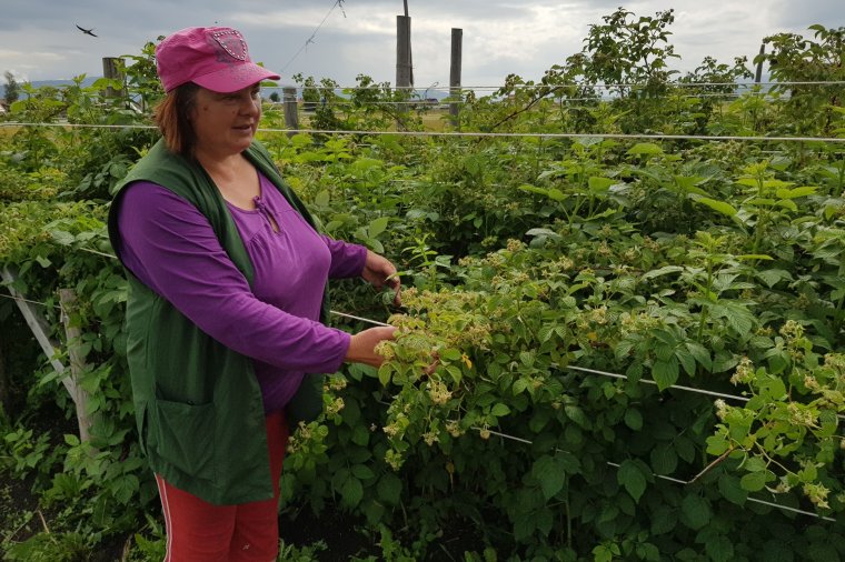 Kuriózum, ami akár megszokottá is válhatna Gyergyószéken