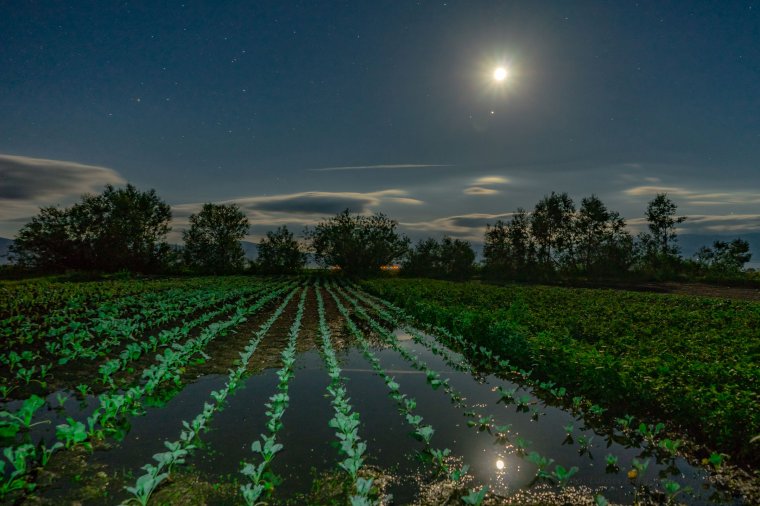 Szennyvíz lepte el a szárhegyi káposztapalántákat – mindenki másra mutogat a kialakult helyzet miatt