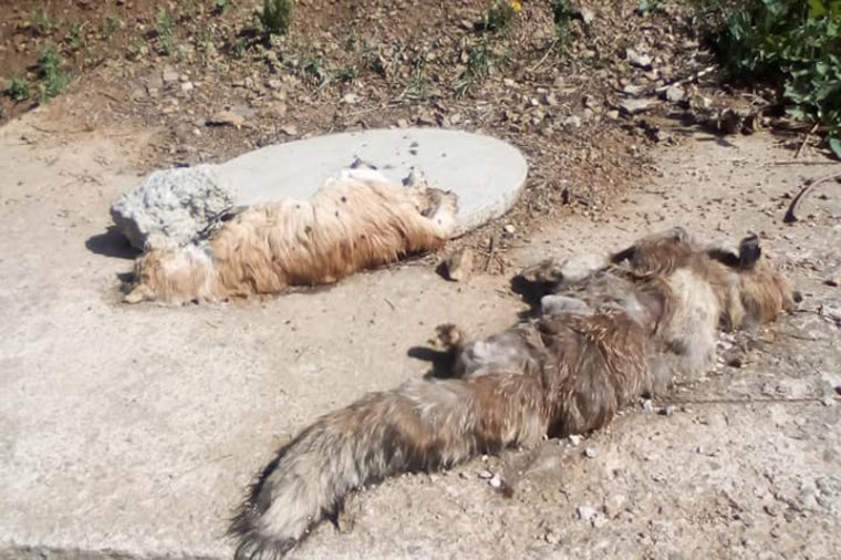 Ezt kell tenni, ha elhullt vadállattetemet találunk lakott területen