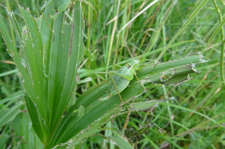 Több tényező következményeként csökkent a szöcskék száma
